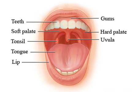 Best Doctor for Mouth Treatment Near Me